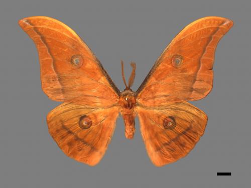 Antheraea yamamai superba[大透目天蠶蛾][00016096]