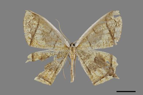 Thinopteryx crocoptera assamensis[黃蝶尺蛾][00071538]