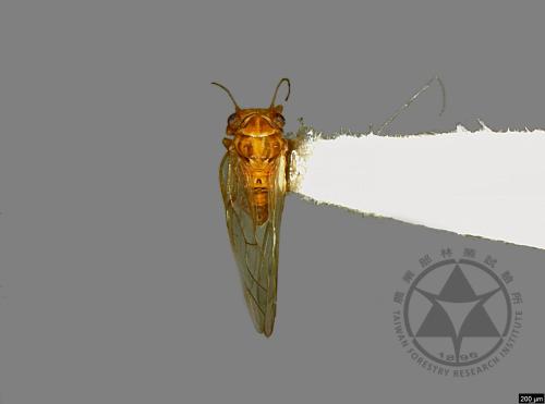 <已分類>Family：Psyllidae[木蝨科][00078147]