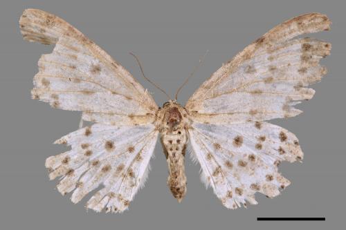 Percnia suffusa[煙胡麻斑星尺蛾][00047135]