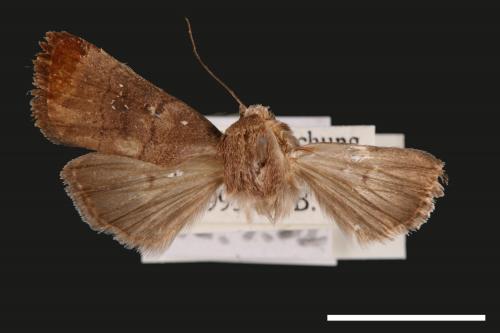 Athetis stellata[星夜蛾][00056966]