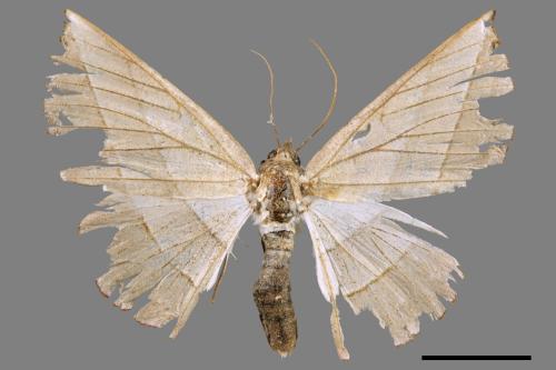 Sarcinodes carnearius[二線沙尺蛾][00047065]