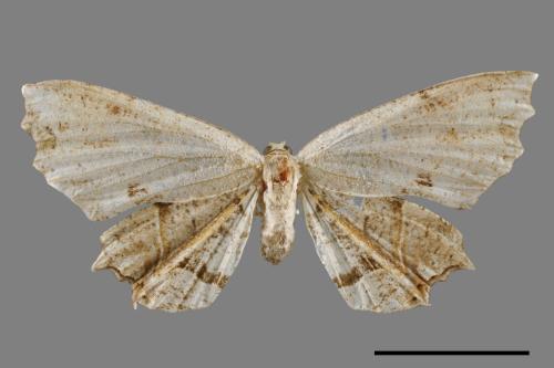 Dysaethria flavistriga[黃紋雙尾蛾][00012317]