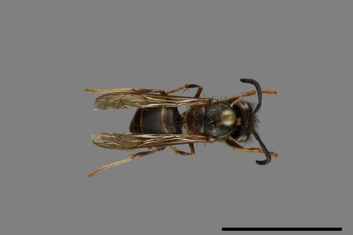 Vespula flaviceps[細黃胡蜂][00073010]