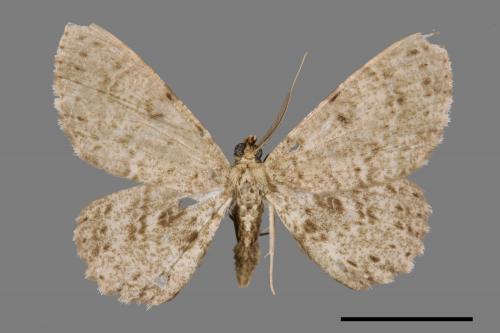 Catoria sublavaria[點紋灰尺蛾][00069113]