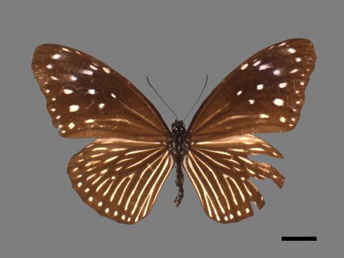 Euploea mulciber barsine[端紫斑蝶][00061513]