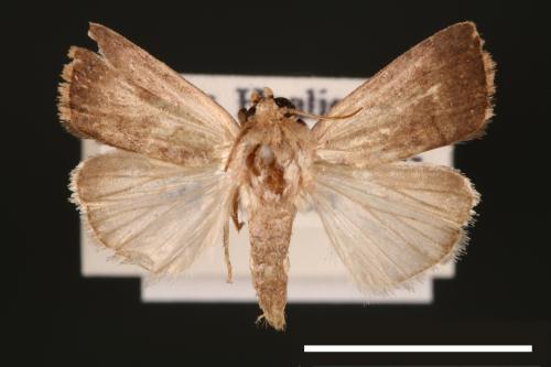 Athetis cognata[00003198]