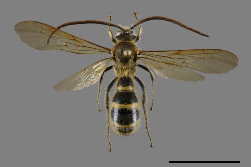 <已分類>Family：Scoliidae[土蜂科][00093497]