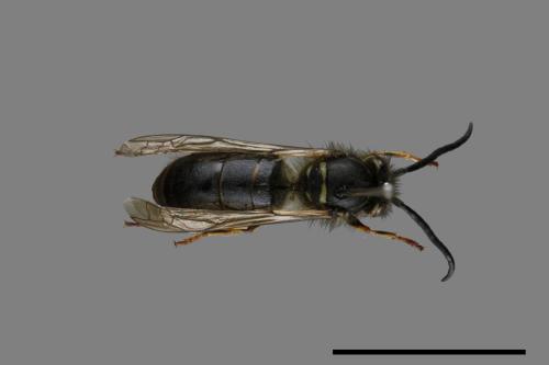 Vespula flaviceps[細黃胡蜂][00072883]