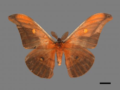 Antheraea formosana[紅目天蠶蛾][00016005]