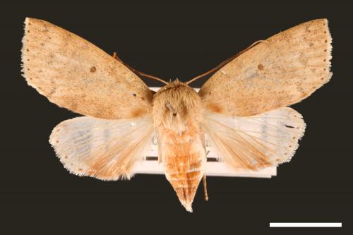Tympanistes fusimargo[00004414]