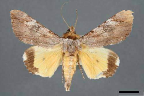 Catocala macula[00006548]