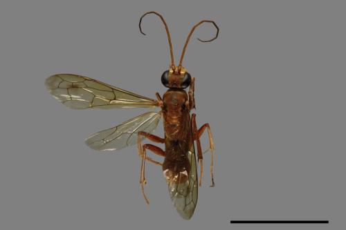 <已分類>Family：Pompilidae[蛛蜂科][00046231]