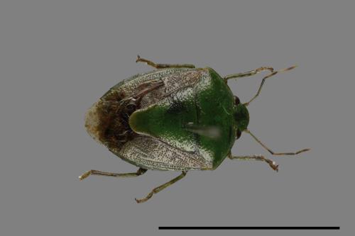 <已分類>Genus：Plautia[00054222]