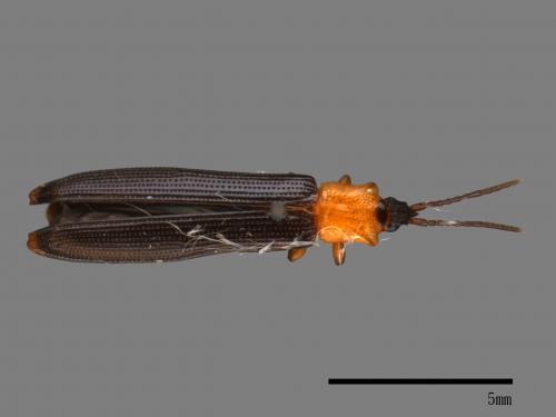 <已分類>Family：Chrysomelidae[金花蟲科][00081767]
