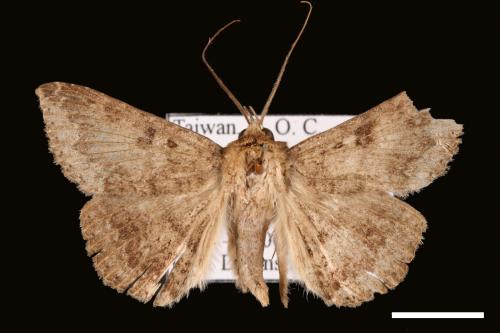 Ericeia inangulata[00030521]