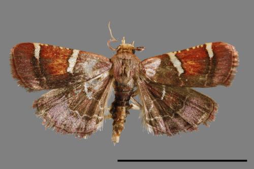 <已分類>Family：Pyralidae[螟蛾科][00064578]