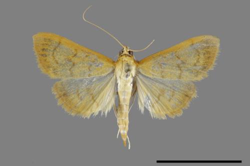 <已分類>Family：Crambidae[草螟科][00100538]