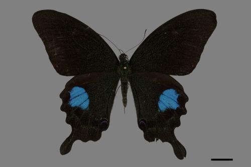 Papilio paris nakaharai[大琉璃紋鳳蝶][00101104]