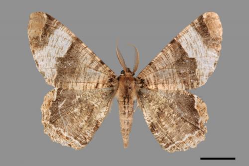 <已分類>Family：Geometridae[尺蠖蛾科][00042085]