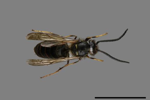 Vespula flaviceps[細黃胡蜂][00072877]