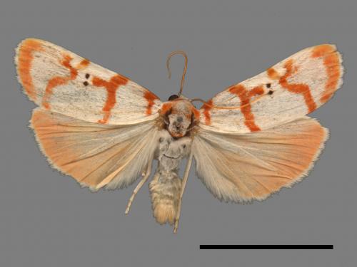 Cyana hamata[優雪苔蛾][00044992]