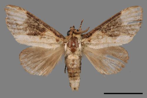 Formofentonia orbifer rotundata[圓紛舟蛾][00045816]