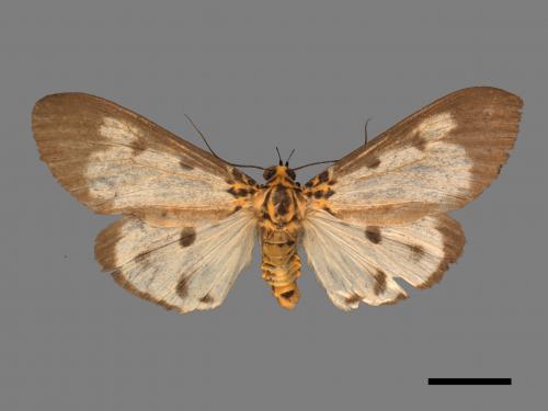Asota plana lacteata[長斑擬燈蛾][00039802]