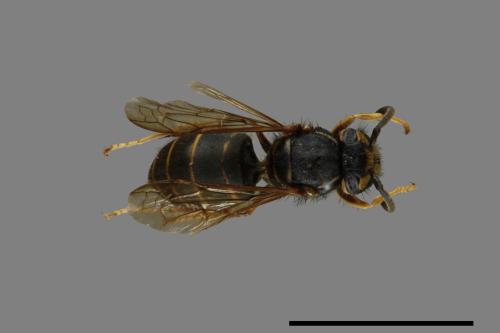 Vespula flaviceps[細黃胡蜂][00073297]