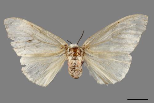 Lymantria xylina xylina[黑角舞蛾][00057402]