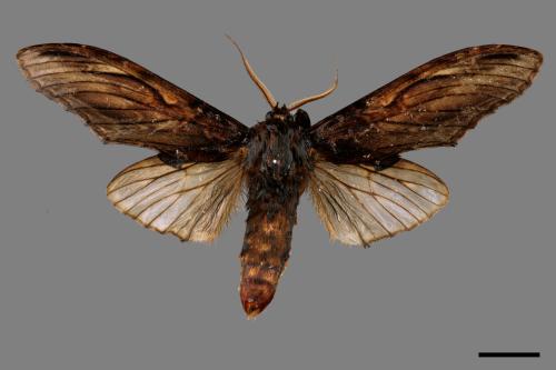 Acmeshachia gigantea[話筒舟蛾][00058723]