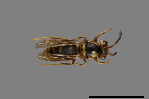 Vespula arisana[阿里山黃胡蜂][00072855]