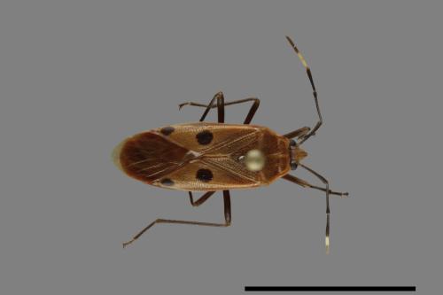 Physopelta quadriguttata[00040914]