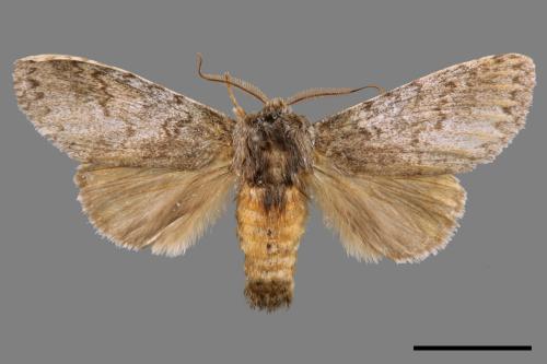 Pseudofentonia nigrofasciata[00015705]