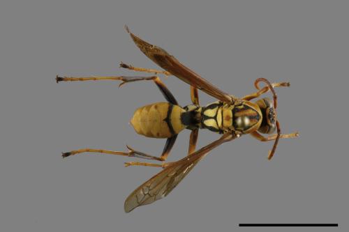 Polistes formosanus[00117507]