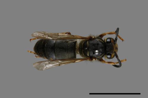 Vespula flaviceps[細黃胡蜂][00073143]