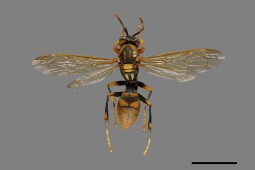 Polistes rothneyi[黃長腳蜂][00074331]