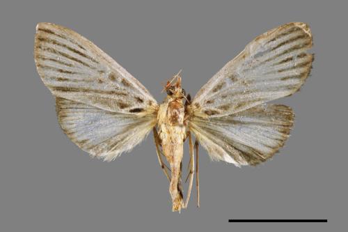 Tyspanodes hypsalis[00064326]