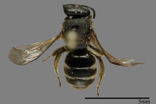 <已分類>Family：Halictidae[隧蜂科][00018970]