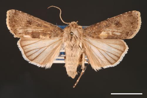 Agrotis segetum[蕪菁夜蛾][00000697]