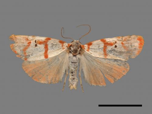 Cyana hamata[優雪苔蛾][00044840]