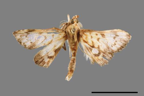 <已分類>Family：Crambidae[草螟科][00067125]