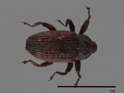 <已分類>Family：Curculionidae[象鼻蟲科][00082635]