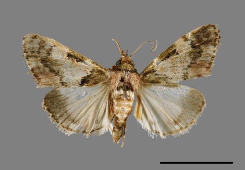 <已分類>Family：Pyralidae[螟蛾科][00067082]
