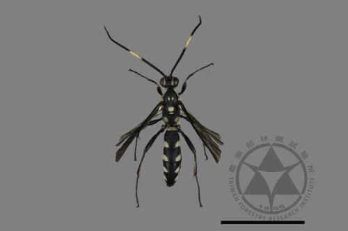 <已分類>Family：Ichneumonidae[姬蜂科][00181139]