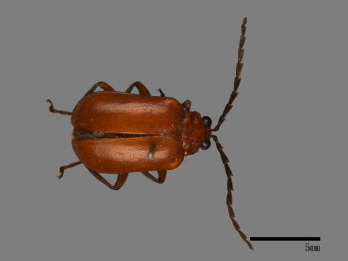 <已分類>Family：Chrysomelidae[金花蟲科][00041926]