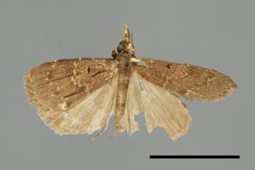 <已分類>Family：Noctuidae[夜蛾科][00010708]