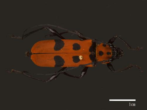 Rosalia formosa conviva[甲仙紅星天牛][00083941]