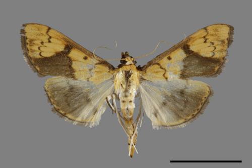 <已分類>Family：Crambidae[草螟科][00091470]
