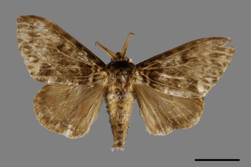 Lymantria mathura subpallida[波斑毒蛾][00071048]